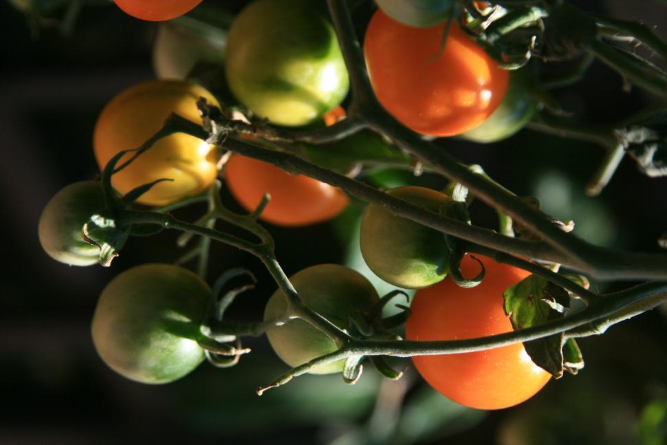 Free Image of tomatoes ripening 