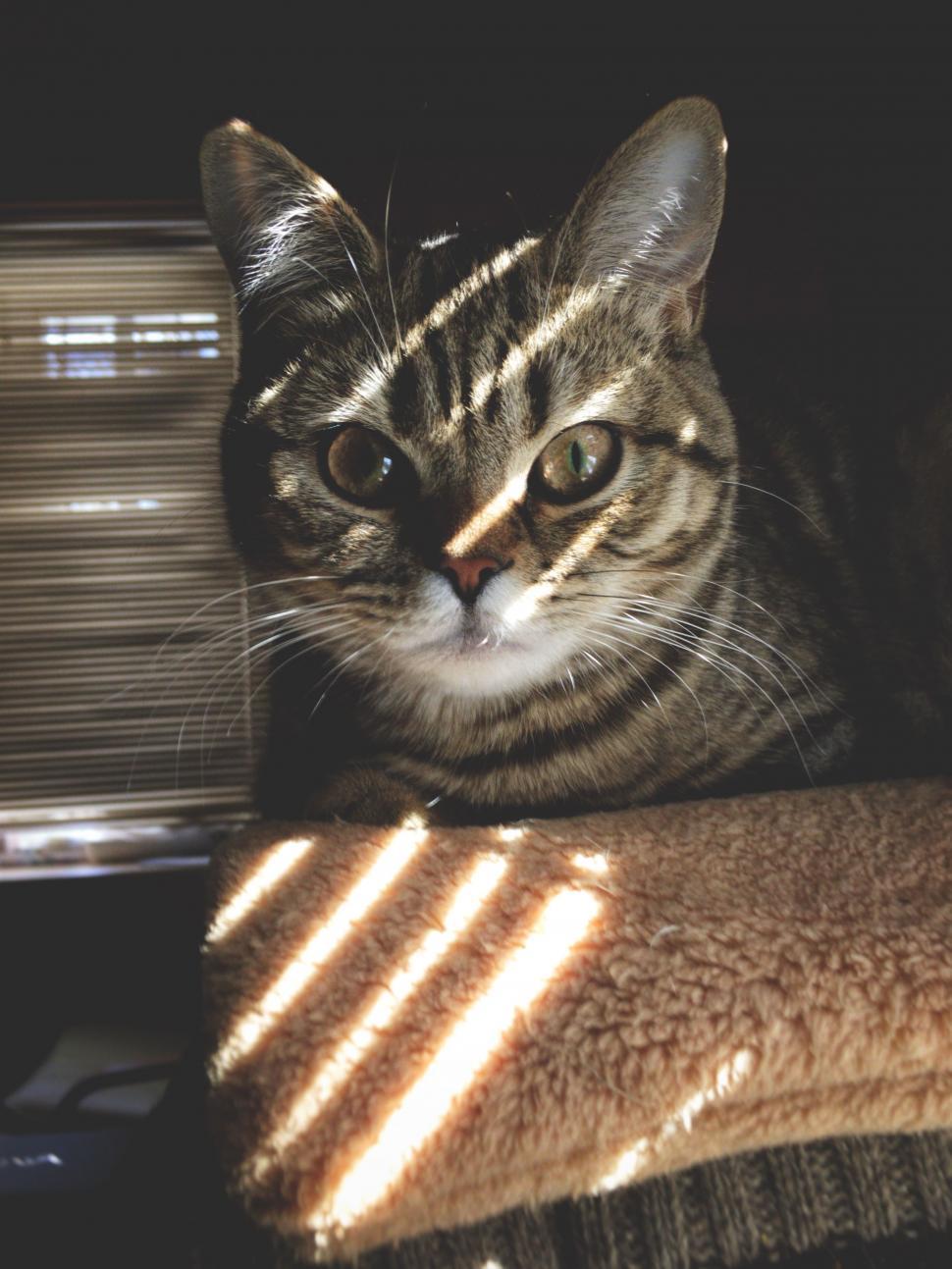 Free Image of A Cat Sitting on a Chair and Looking at the Camera 