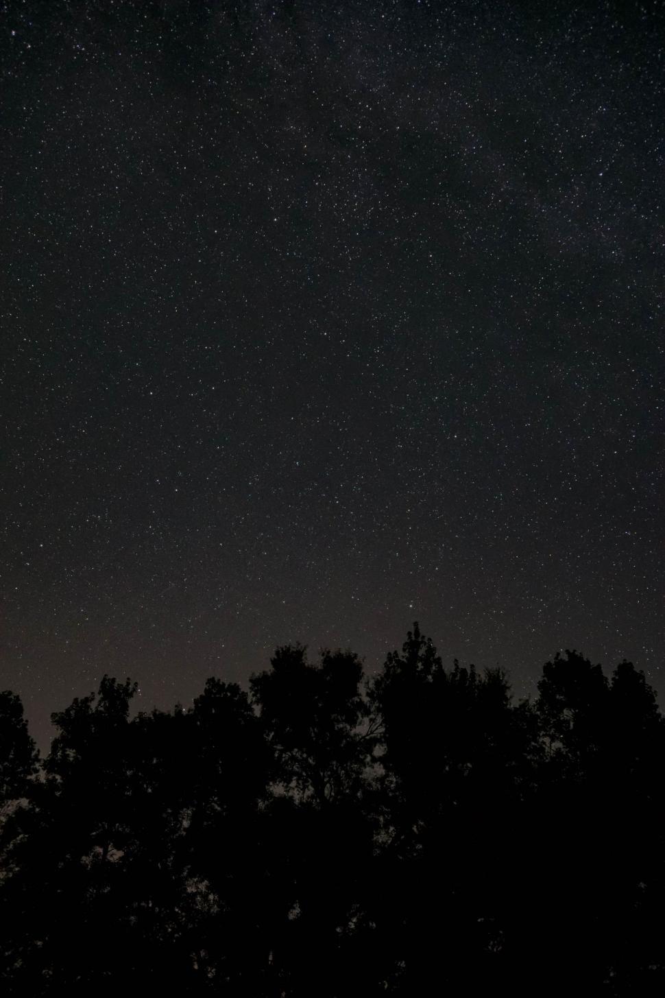 Free Image of Night Sky With Stars and Trees 