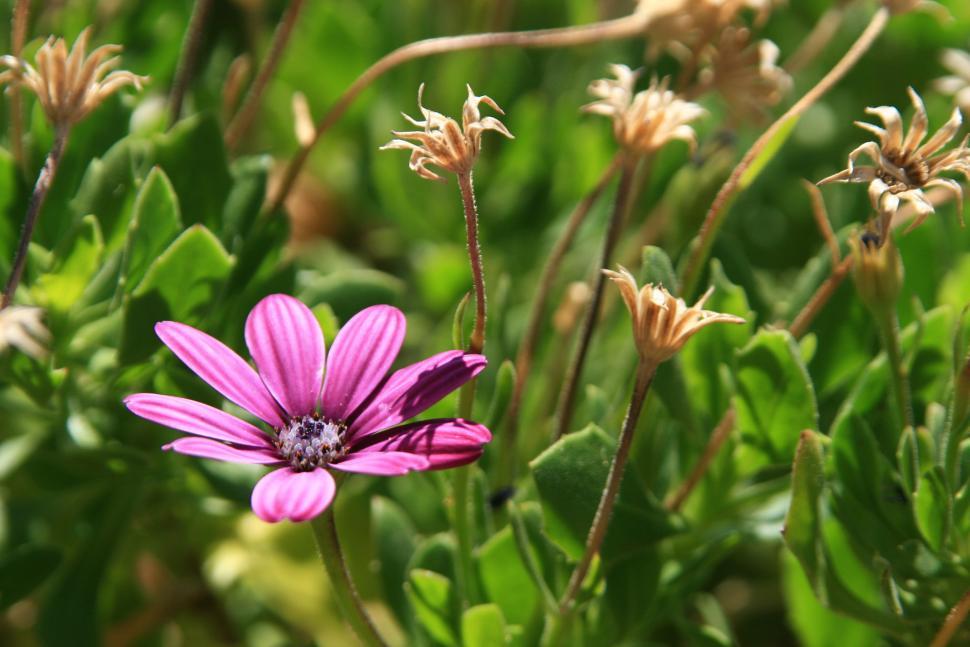 Free Image of flowers 