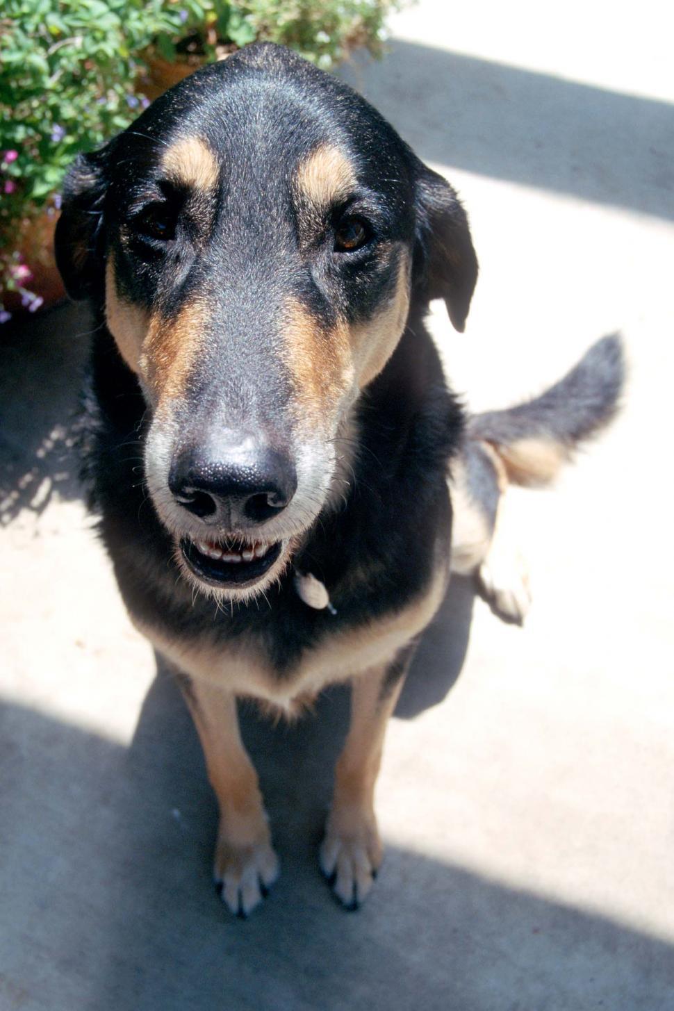 Free Image of Black and Brown Dog Standing on Sidewalk 