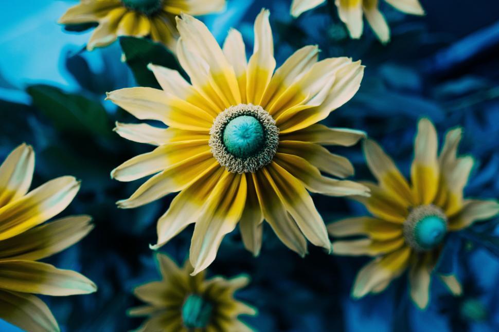 Free Image of Close Up of Yellow Flowers 