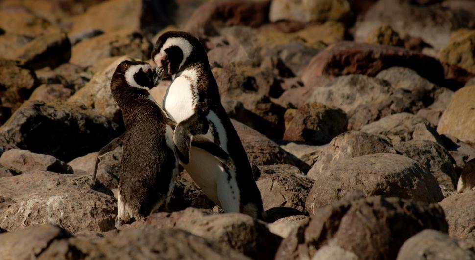 Free Image of Penguins Standing On Top Of Pile Of Rocks 
