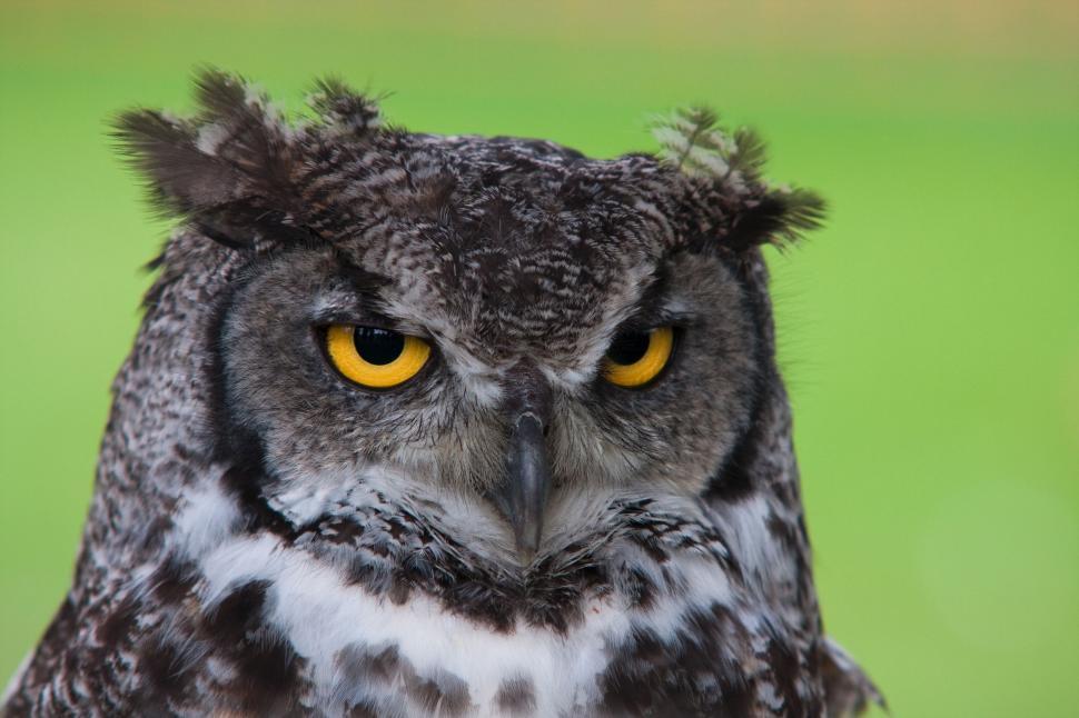 Free Image of Close Up of an Owl With Yellow Eyes 