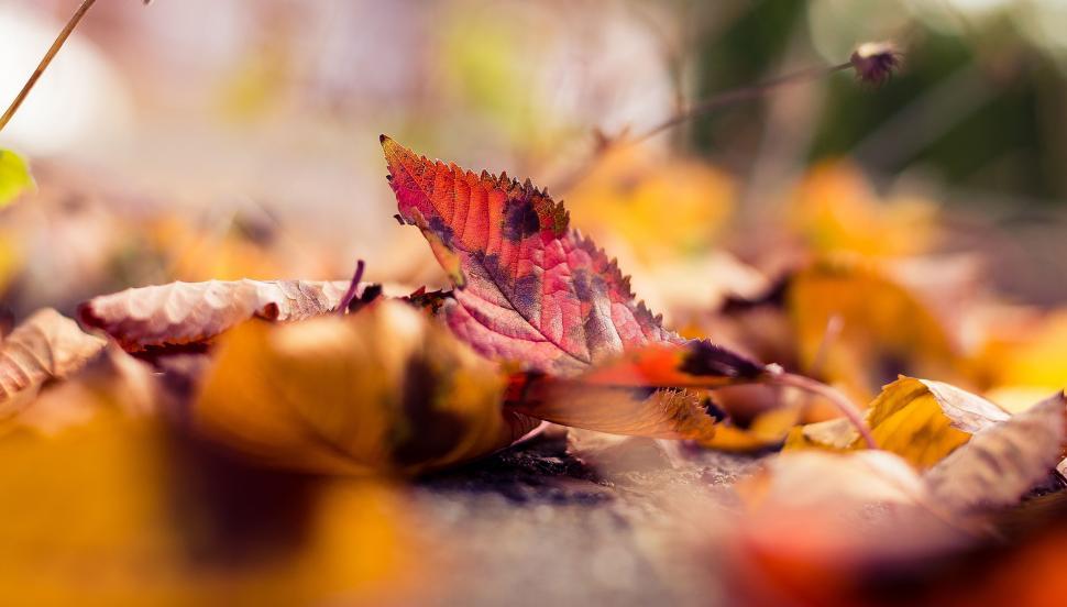 Free Image of Close Up of a Leaf on the Ground 