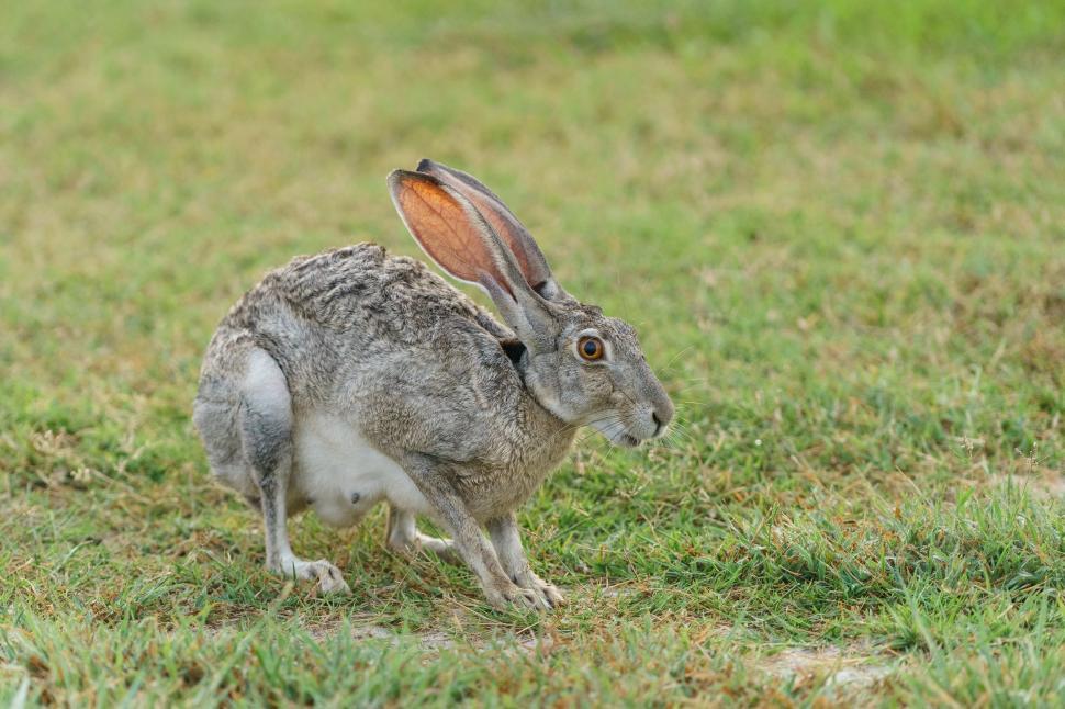 Free Image of Small Rabbit Standing on Top of Lush Green Field 