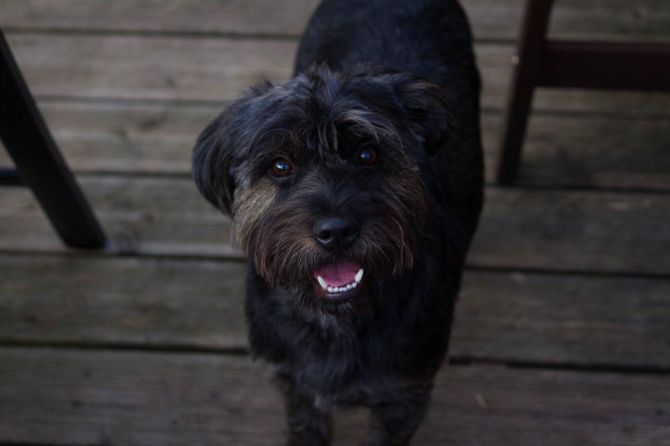 Free Image of Black Dog Standing on Wooden Deck 