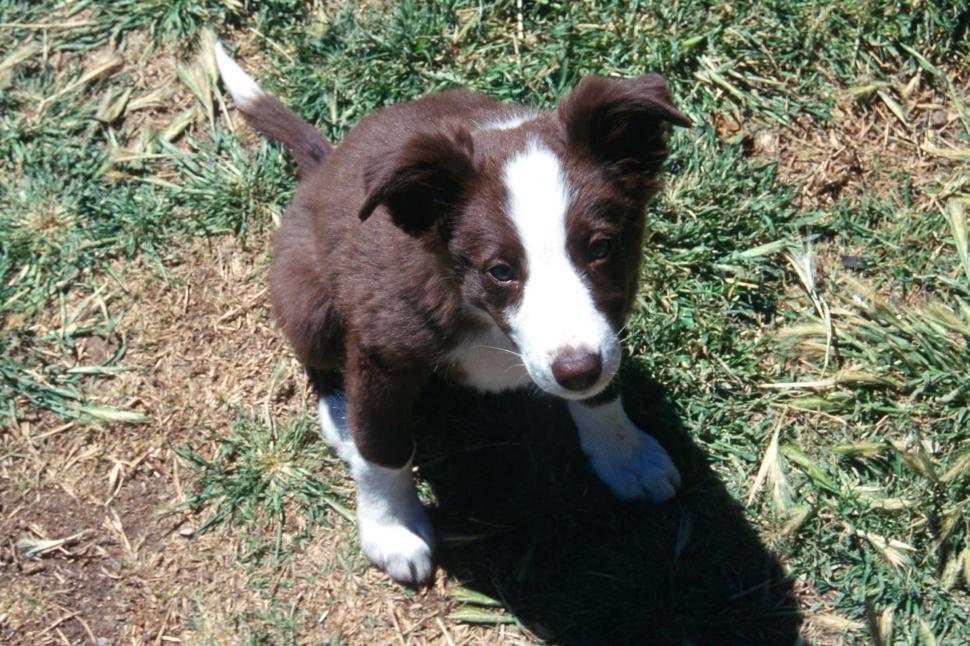 Free Image of Border collie puppy 