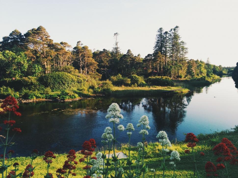 Free Image of Lake Surrounded by Lush Green Trees and Flowers 