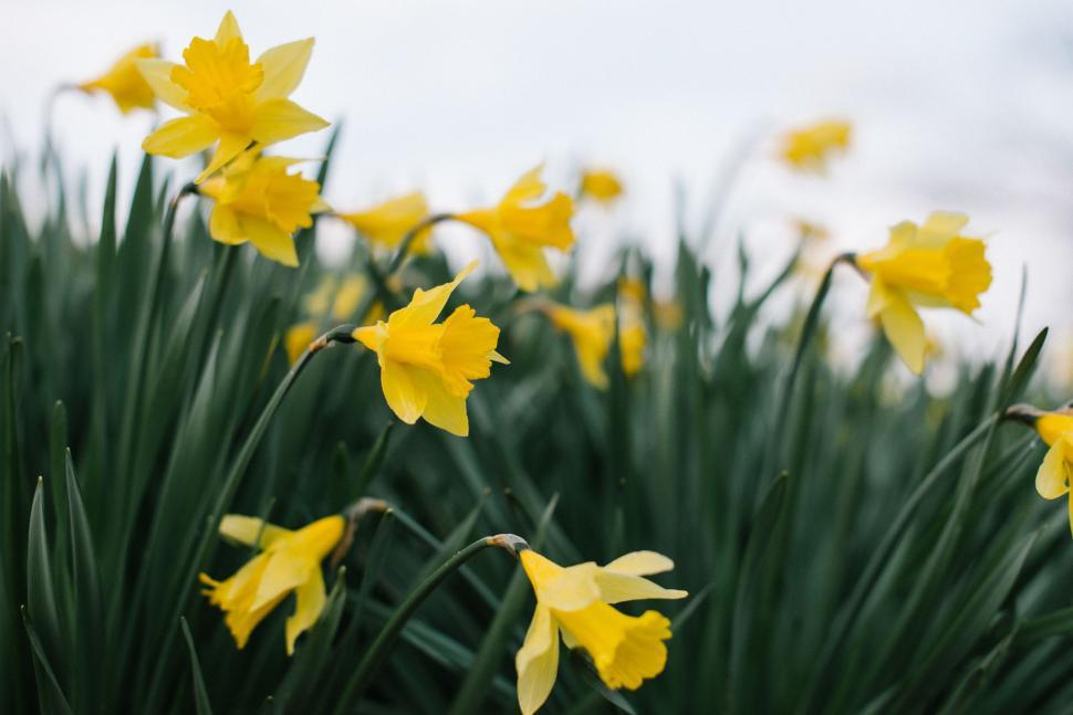 Free Image of Cluster of Yellow Flowers Among Grass 