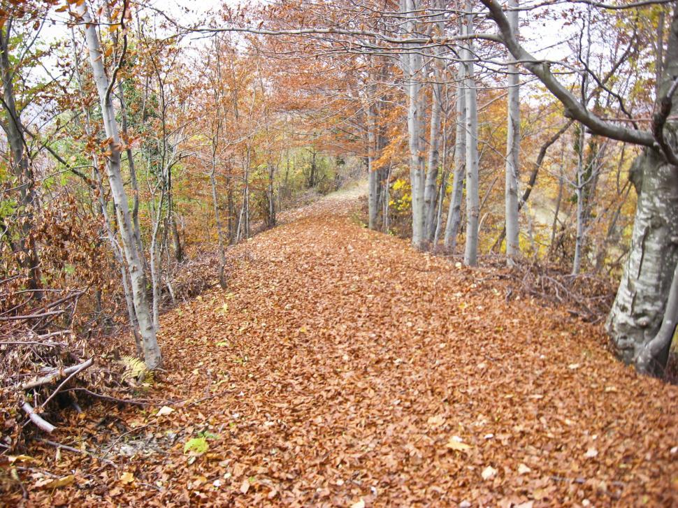Free Image of fallen leaves 