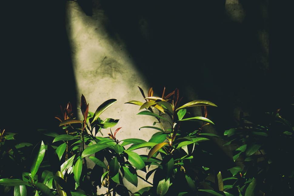 Free Image of Sunlight Filtering Through Plant Leaves 
