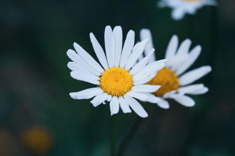 Free Image of Three White and Yellow Flowers on Green Background 