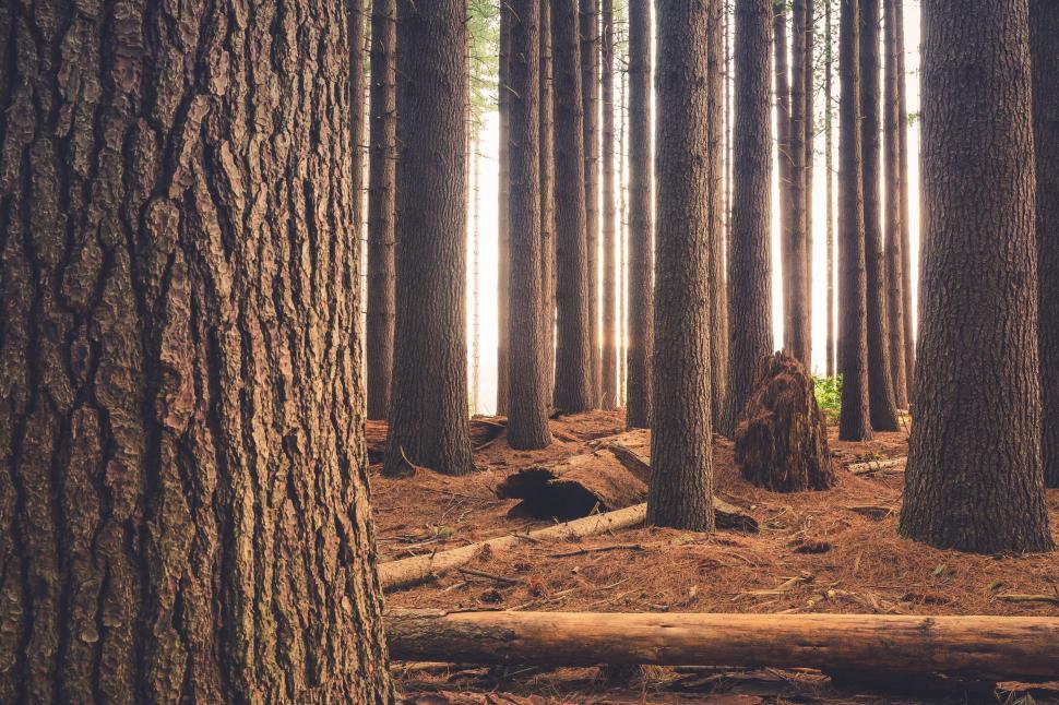 Free Image of Towering Trees in Dense Forest 