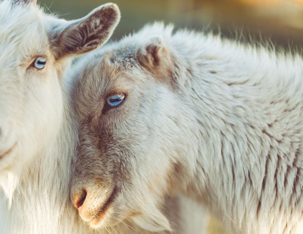 Free Image of Two Goats Standing Together 