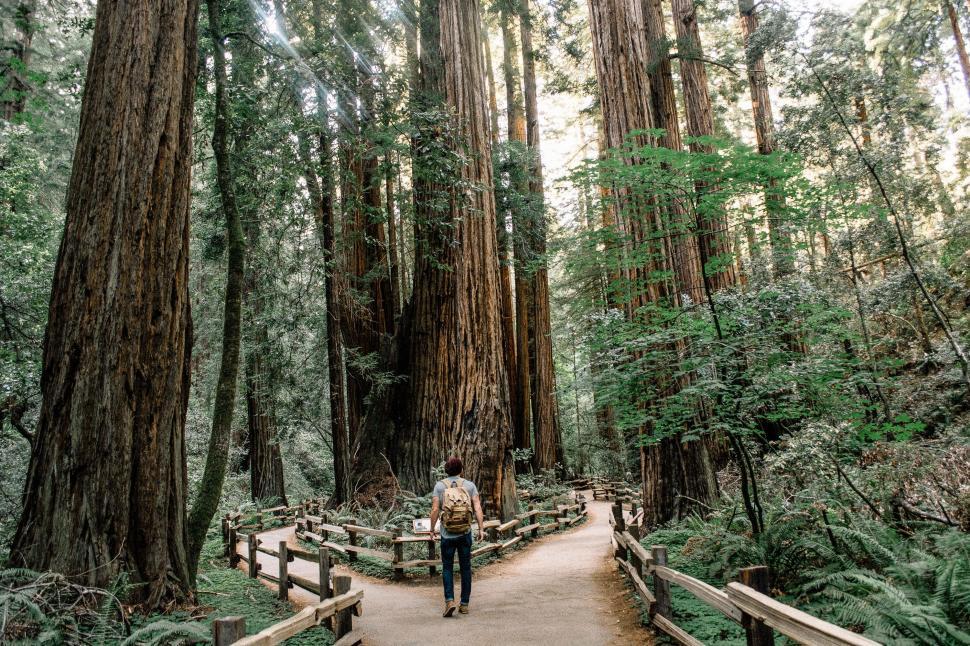 Free Image of Person Walking Across Bridge in Forest 