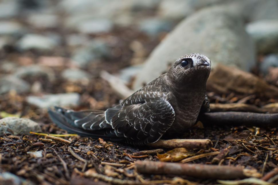Free Image of Small Bird Sitting on Ground 