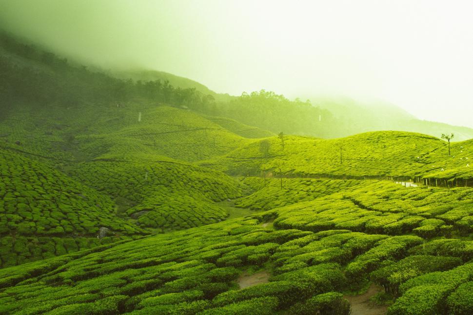 Free Image of Verdant Hillside Blanketed With Bushes 
