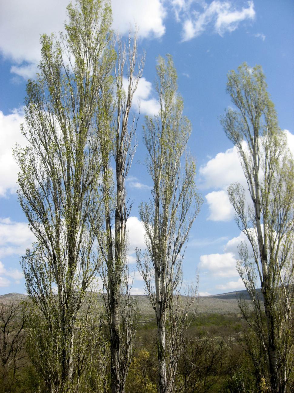 Free Image of trees 