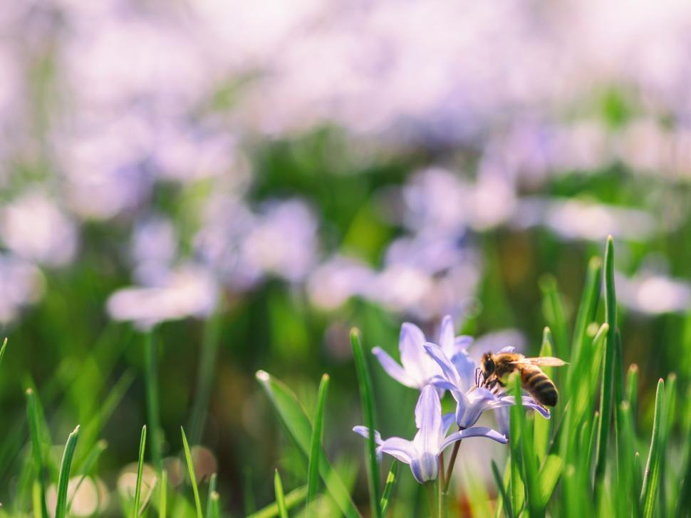 Free Image of Bee on Flower Close-Up 