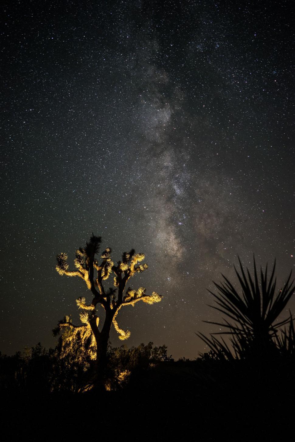 Free Image of Starry Night Sky With Tree 