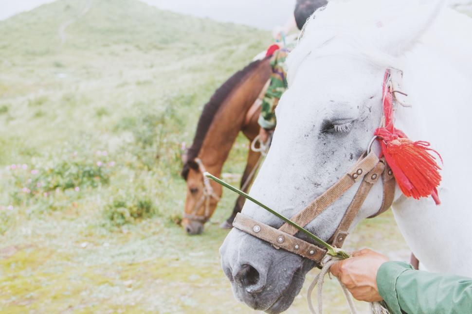 Free Image of Man Petting Horse on the Nose 