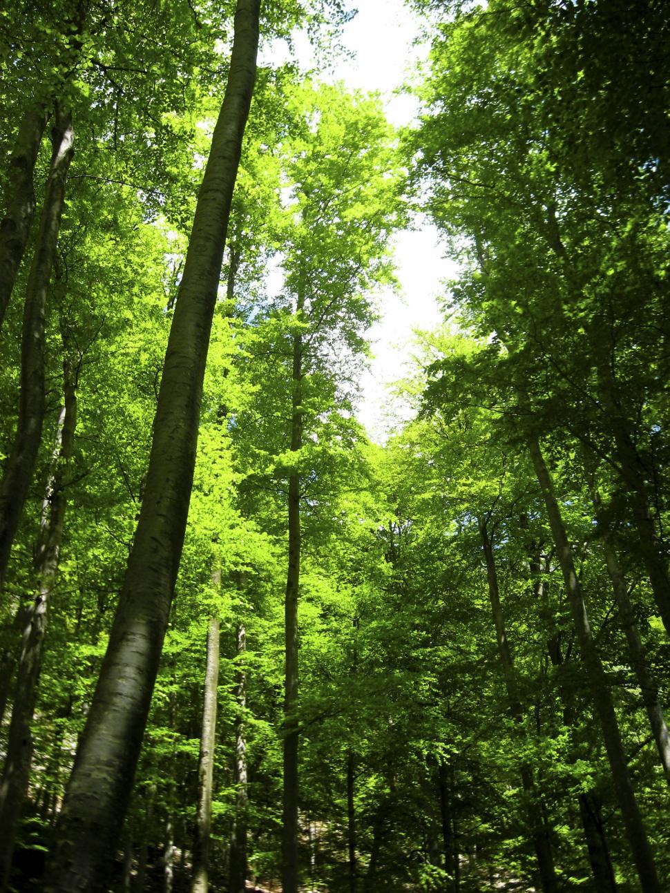 Free Image of Lush forest 
