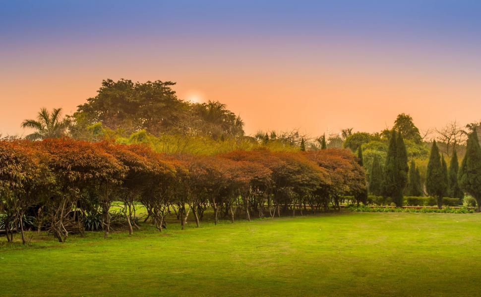Free Image of Grassy Field With Trees 