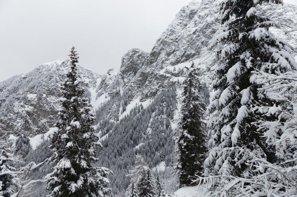 Free Image of Snow Covered Mountain With Trees in Foreground 