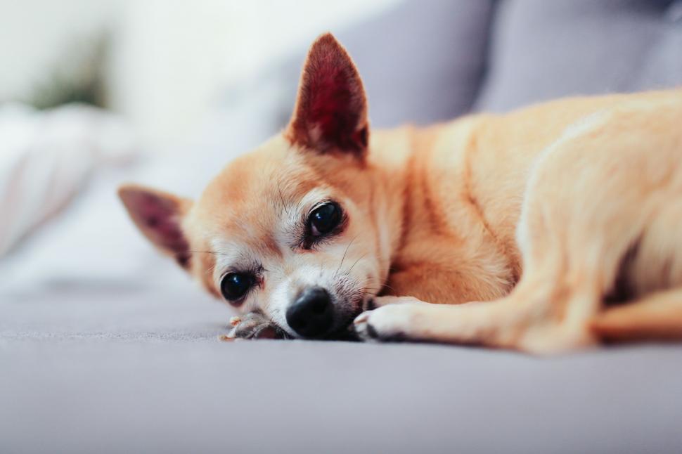 Free Image of Brown Dog Laying on Top of a Couch 