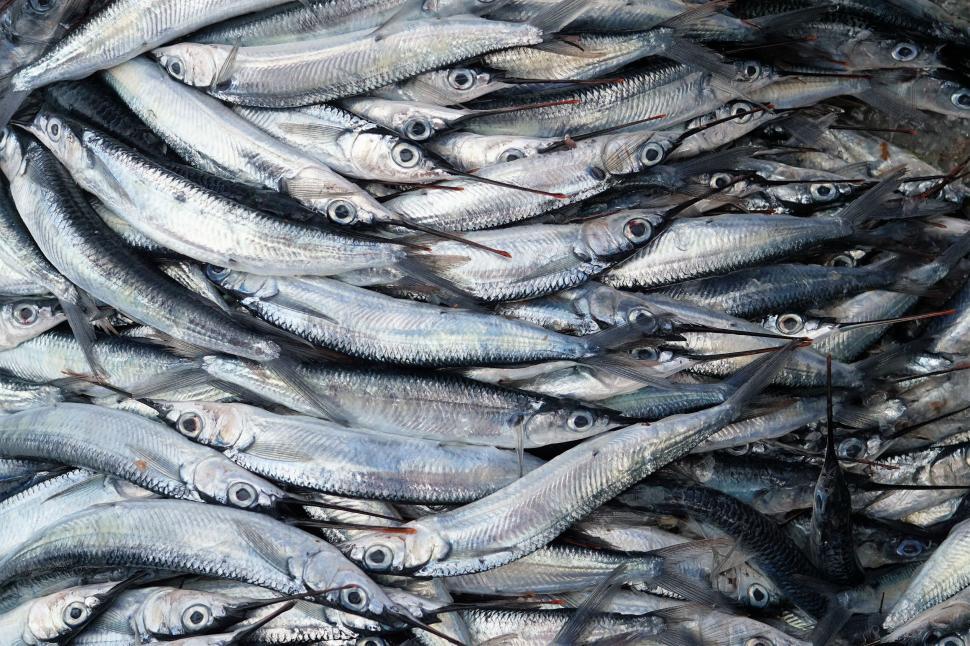 Free Image of School of Fish Swimming in Water 