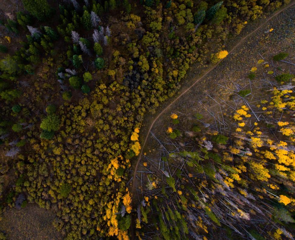 Free Image of Aerial View of Forest With Yellow Flowers 