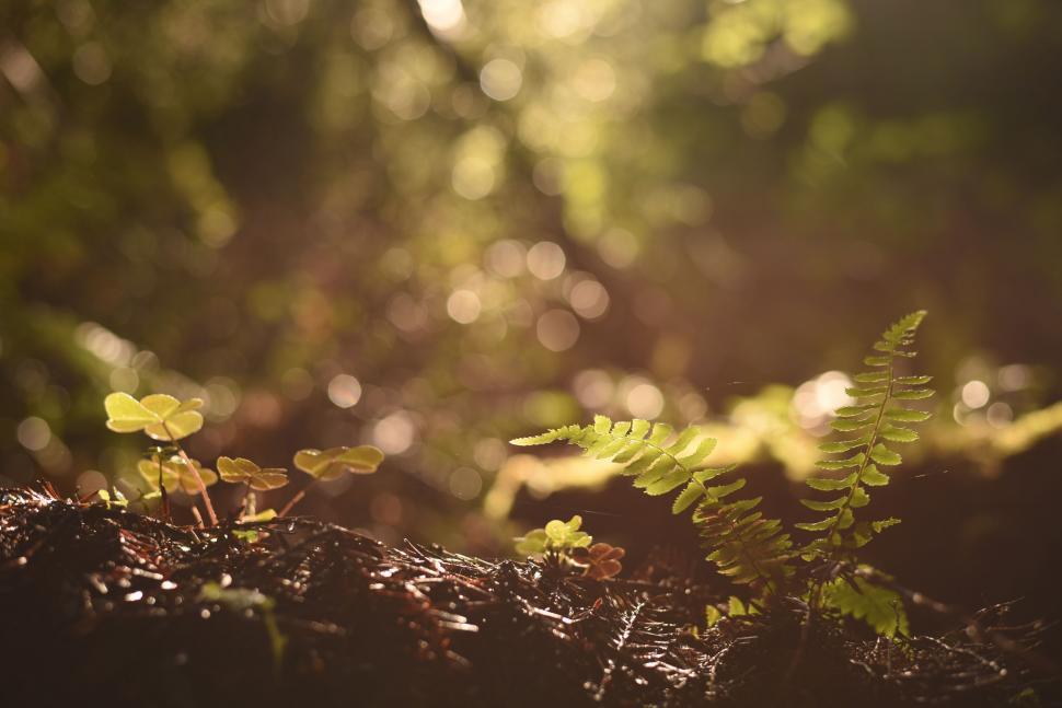 Free Image of Plant Growing on Rock 