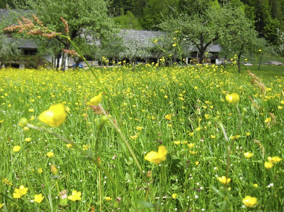Free Image of house in nature 