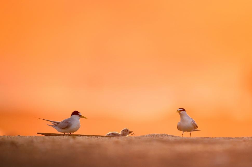 Free Image of Flock of Birds Standing on Sandy Beach 