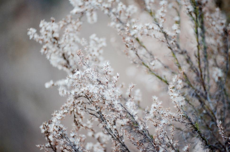 Free Image of Snow Covered Tree Close Up 
