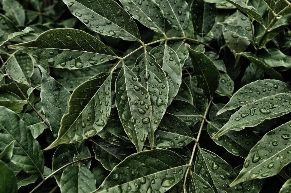 Free Image of Close Up of Plant With Water Droplets 