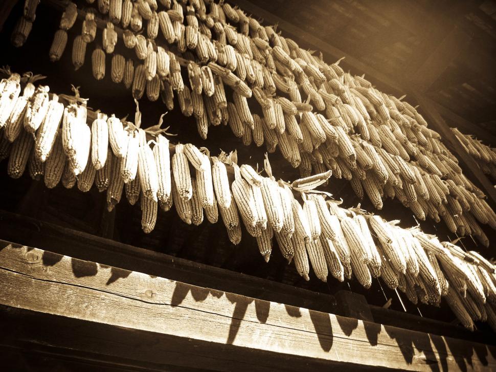 Free Image of drying corn 