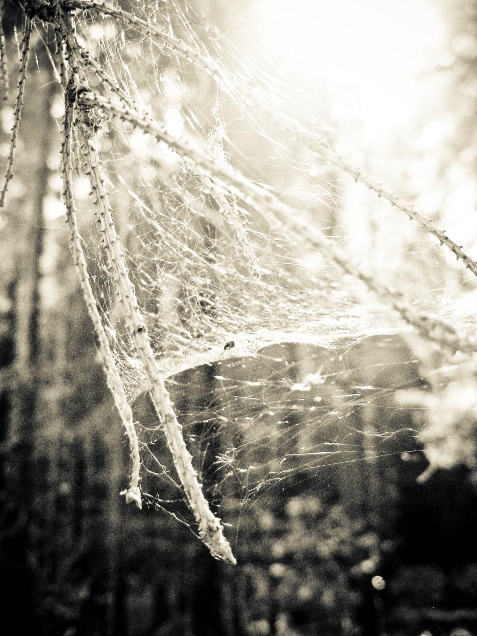 Free Image of spider web 