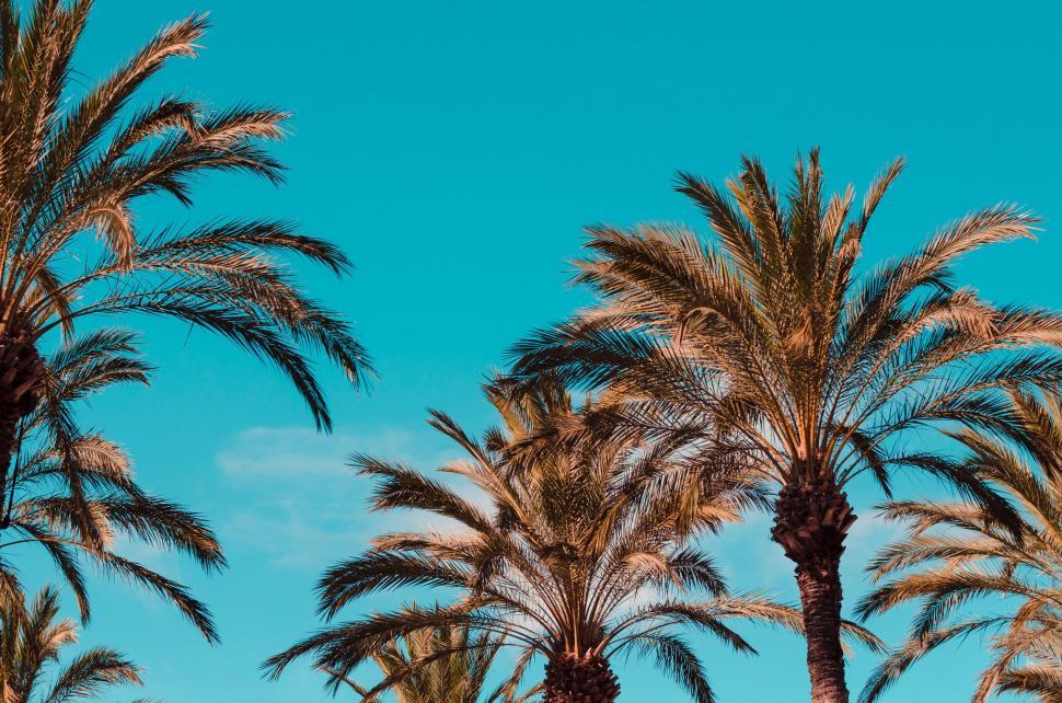 Free Image of Group of Palm Trees Against a Blue Sky 