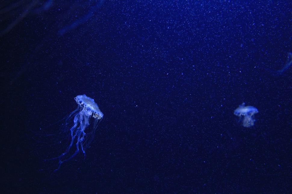 Free Image of Group of Jellyfish Swimming in the Ocean 