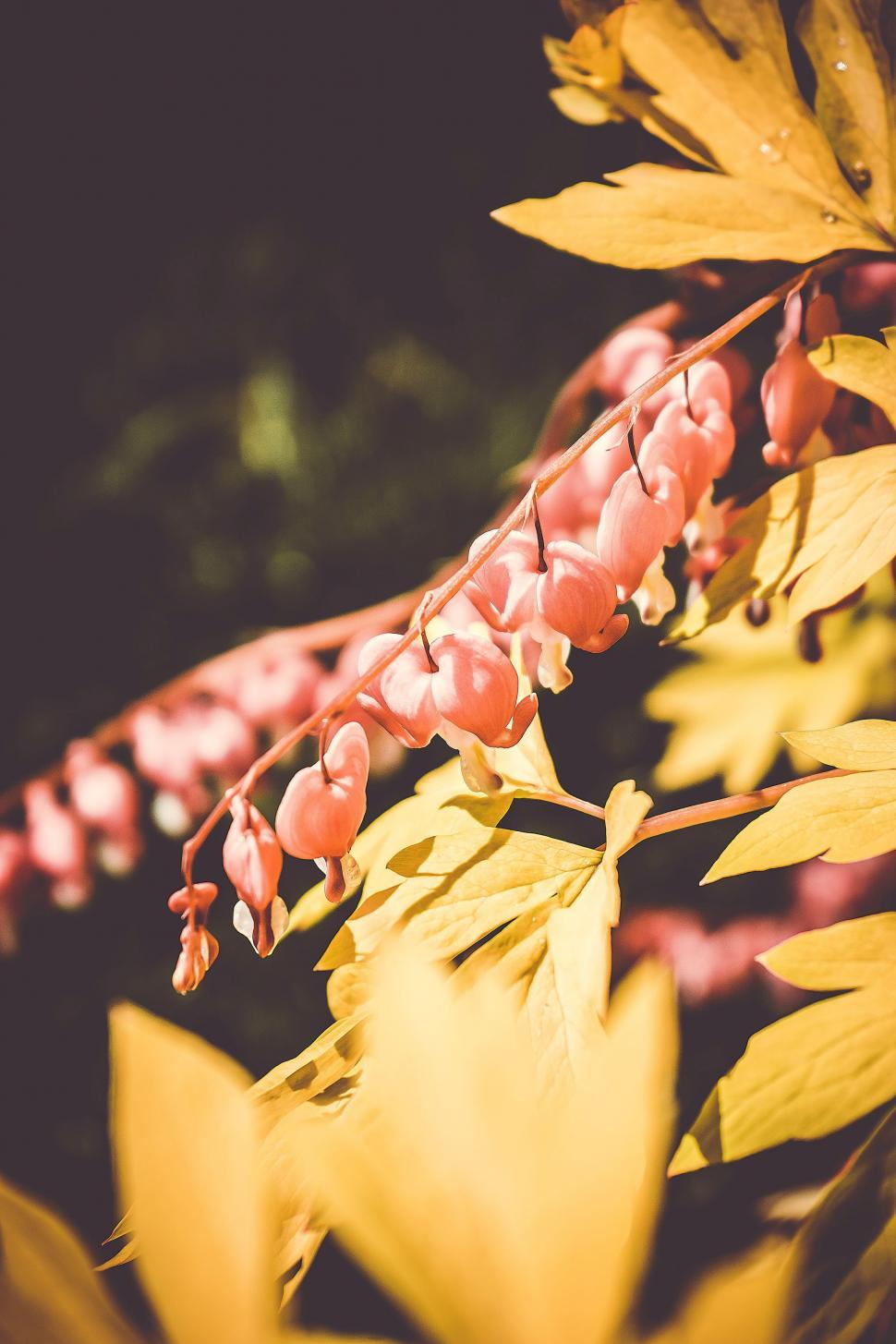 Free Image of Red Berries Hanging From Tree Branches 
