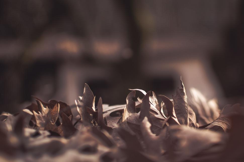 Free Image of Leaves on a Table 