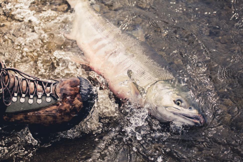 Free Image of Fish Lying in Water 