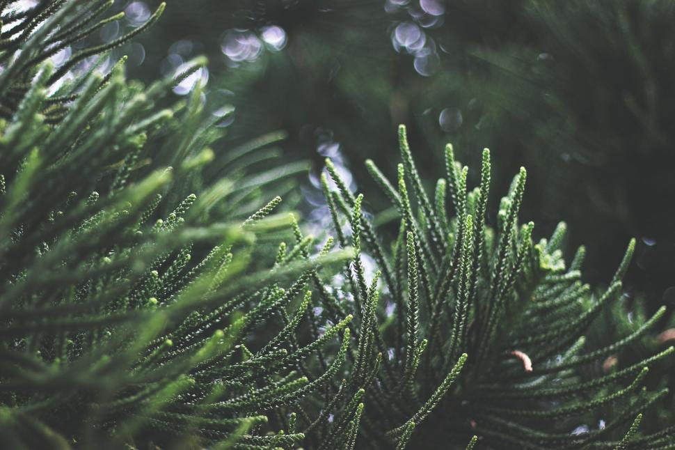 Free Image of Close Up of Pine Tree Branch 
