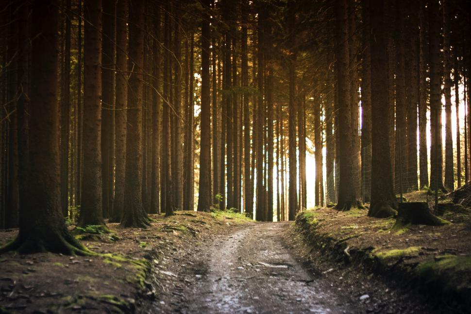 Free Image of Dirt Road Cutting Through Forest 