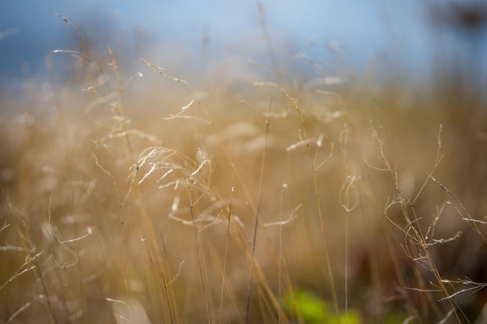 Free Image of Blurry Field of Tall Grass 