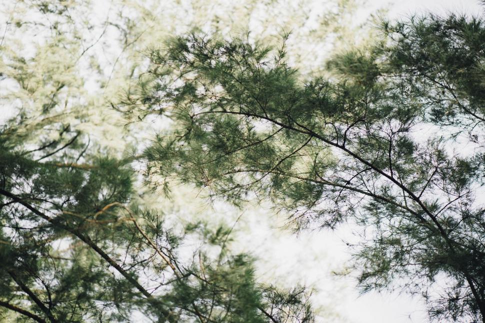 Free Image of Looking Up at the Branches of a Tree 