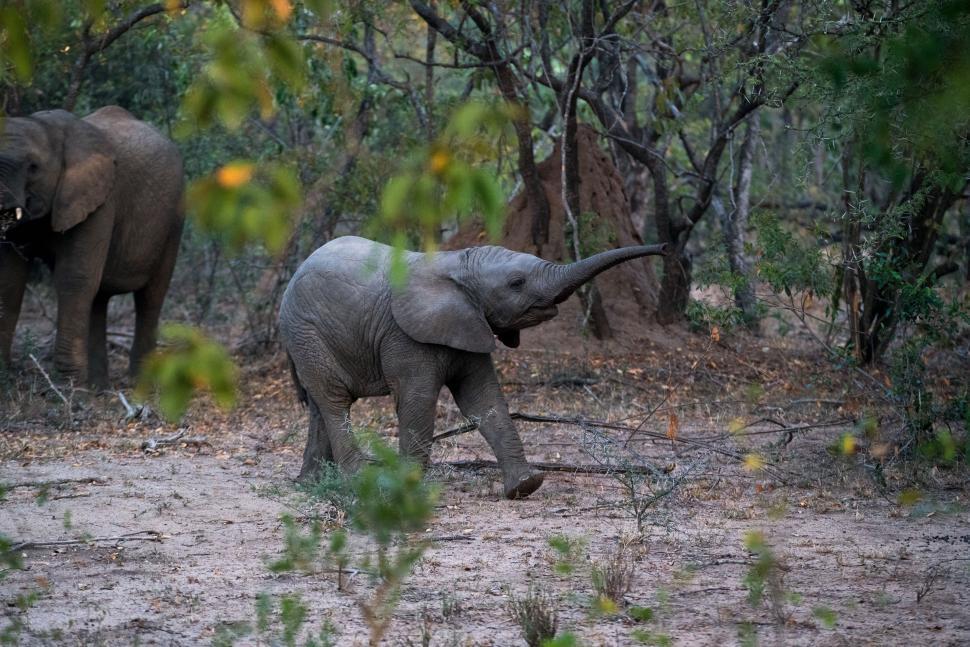 Free Image of Two Elephants Walking Through the Woods 