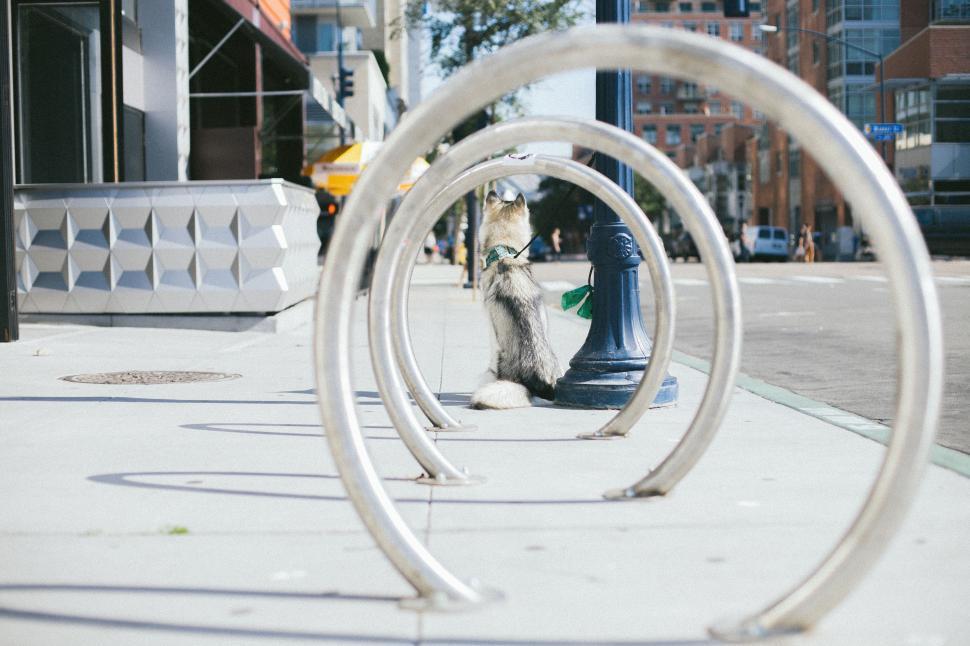 Free Image of Dog Sitting on Sidewalk Next to Fire Hydrant 